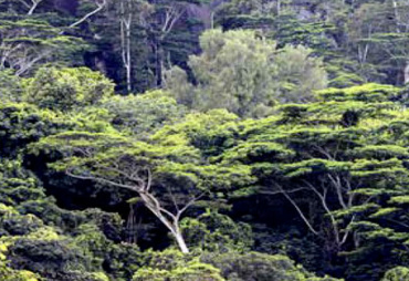 Et si la bonne gestion des forêts tropicales était un atout pour la planète ?