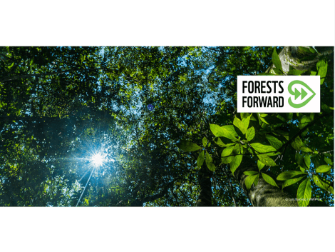"Forests Forward", la nouvelle plateforme du WWF