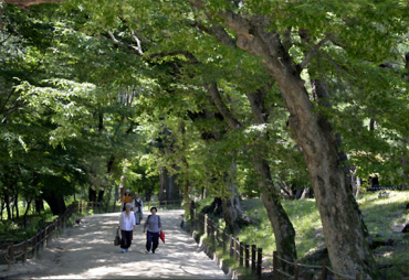 WFC 2021 in Seoul : Building a green, healthy and resilient future with forests