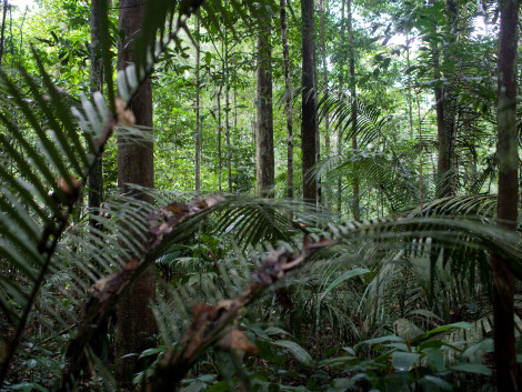 Le XVe Congrès Forestier Mondial aura finalement lieu du 2 au 6 mai 2022 à Séoul