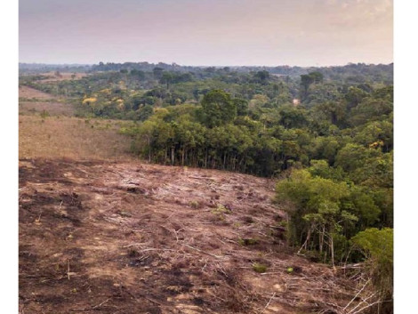 Une étude du WWF pointe la responsabilité de l’Union Européenne dans la dégradation des forêts tropicales