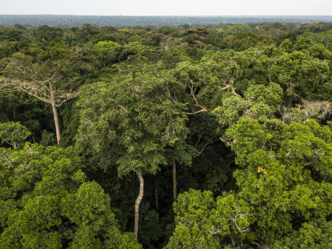 In DRC, a high level scientific declaration to preserve the Congo Basin forests