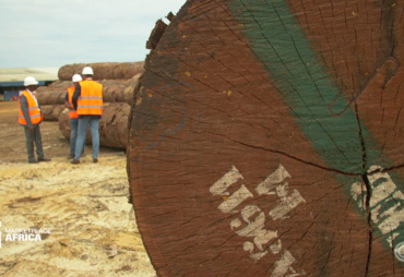 CNN - For big business, Gabon is turning to the trees