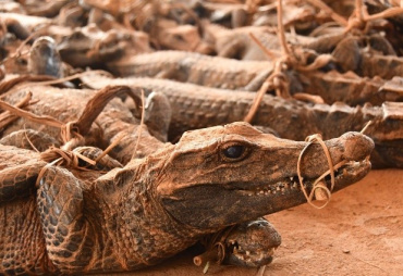 Seized of dwarf crocodiles by eco-guards of PROGEPP