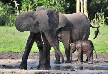 Are elephants attracted by regenerating woodlands?