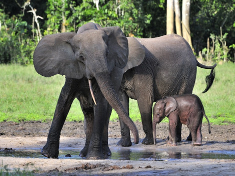 Les éléphants attirés par les zones de régénération forestière ?