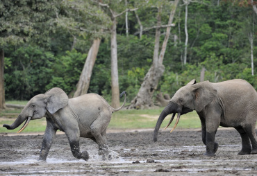 Mediaterre.org - France - Comment la mégadiversité biologique du bassin du Congo peut être préservée grâce à une gestion forestière durable et à la certification du bois