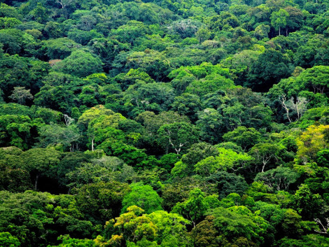 Gabon affirms its commitment to protect its forest cover