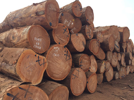 CEMAC is moving towards an export ban on logs