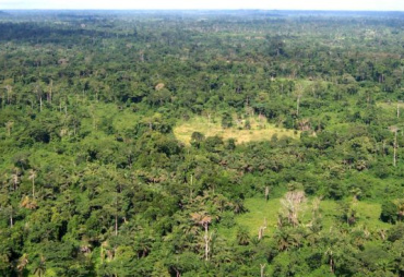 The reports of the state of play of the private sector timber industry in the Congo Basin available