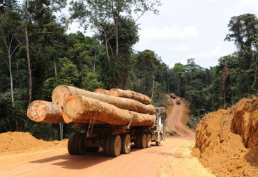 Differentiated evolution of the tropical timber trade in 2019 – COMMODAFRICA