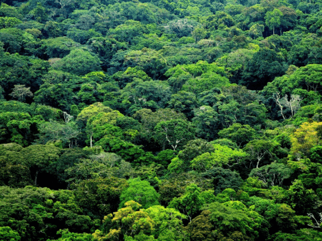 Nouveau code forestier au Congo : le secteur privé se mobilise dans le cadre de l’étude juridique