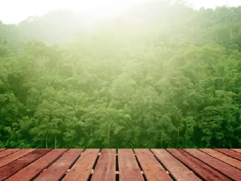 ITTO new report on sustainable tropical timber consumption by 2050