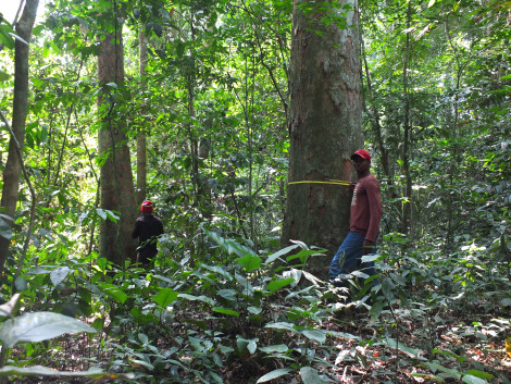 Offsets in the forests  Mouvement Mondial pour les Forêts Tropicales