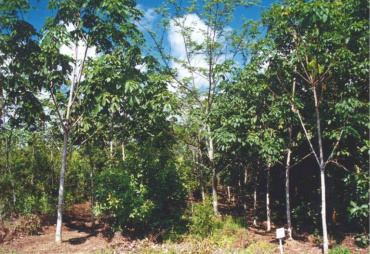 Les paysans du monde tropical seront-ils parmi les forestiers du XXIème siècle via les systèmes agroforestiers ?