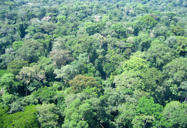 Tropical forests - the facts and figures