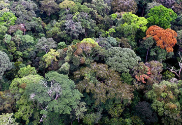Preserving forest resources by harvesting less than is naturally grown