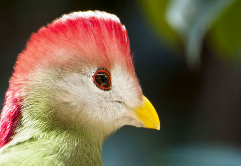 Protection de la faune et de la flore